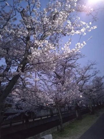 春宵の桜並木、静寂の灯り