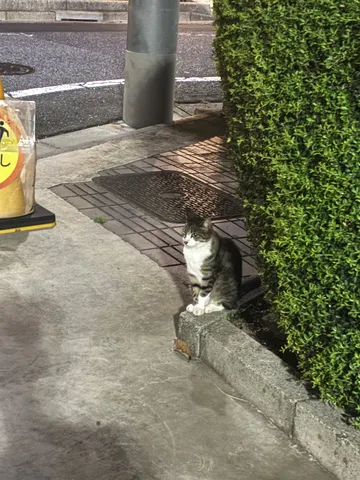 街角の静かな見守り猫