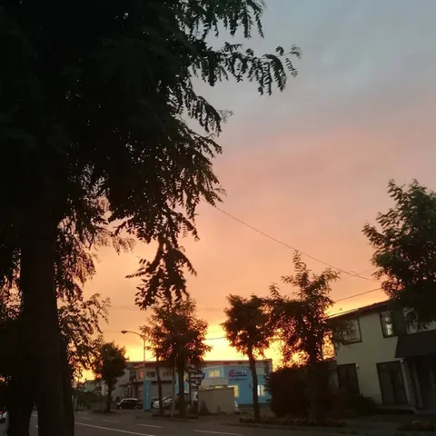 街路樹と夕焼けのグラデーション