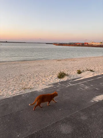 夕暮れの海辺を歩く猫