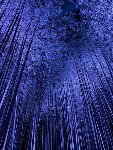 青い竹林の夜景が語る空気