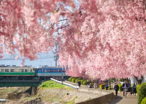桜色のアーチ、列車が行く