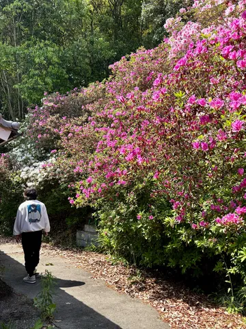 花影に包まれた道