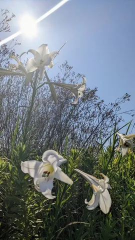 朝の陽を浴びる白花