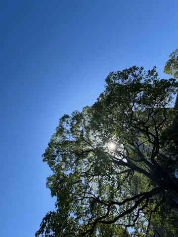 木漏れ日と青空のコントラスト