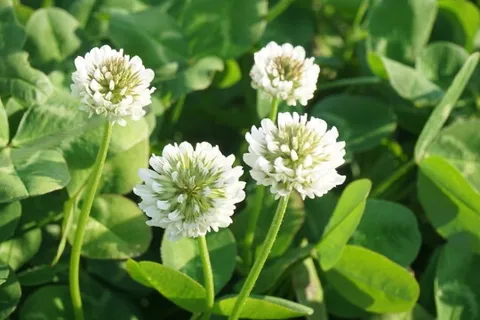白い球状の花が揺れる