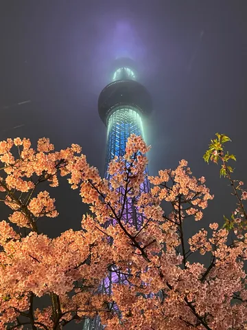夜霧に輝く桜と摩天楼