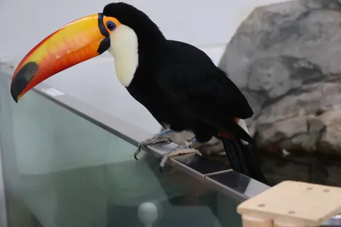 くちばしが主役！カラフルすぎる鳥さん