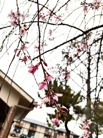しっとり咲く春の小花