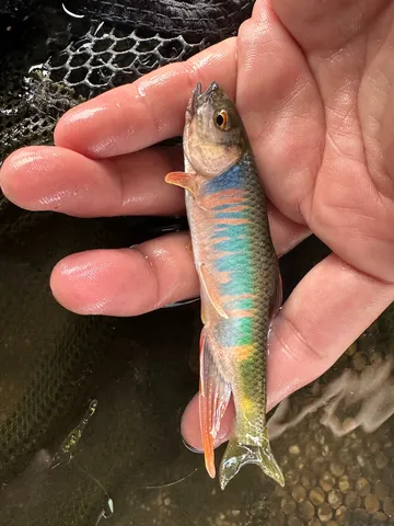 手のひらの宝石、川魚の輝き