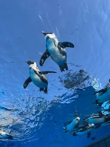 水中を優雅に泳ぐペンギンたち