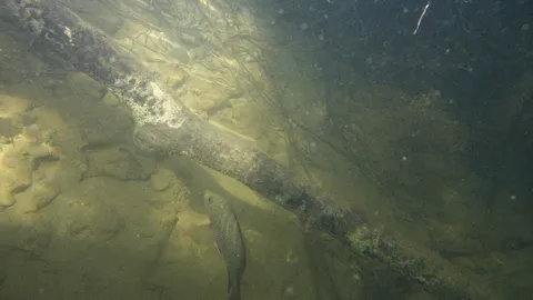 水中の静かな漂流感