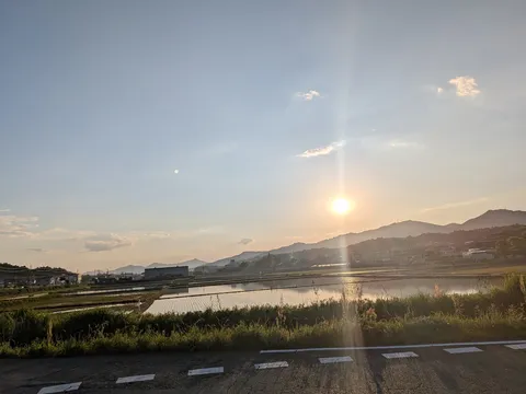 まぶしすぎる水田の夕景