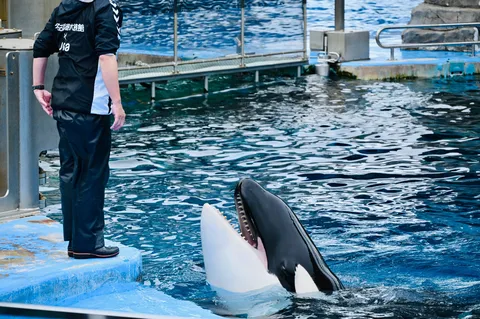 シャチと交わす、水辺のひととき