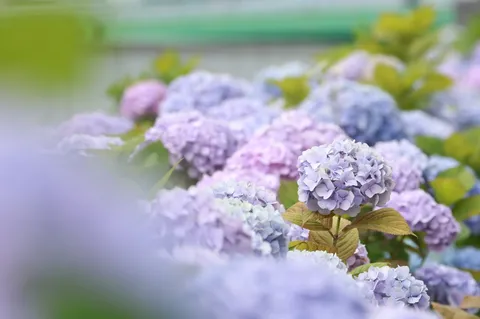 雨上がりの紫色の静寂