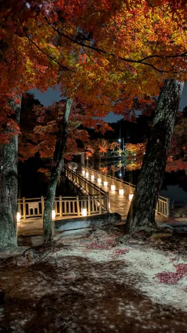 紅葉の夜道、灯りに誘われて