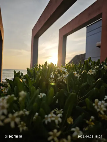 夕暮れ、小花の開花