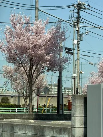 電線と桜、春の風景