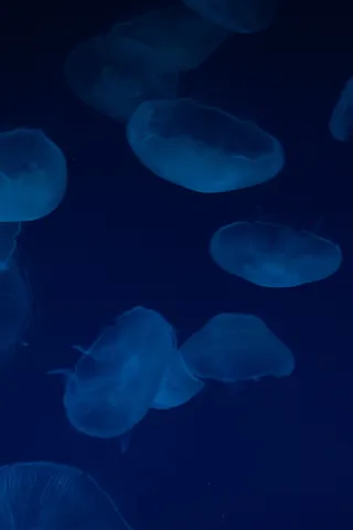 深海に漂う光のクラゲたち