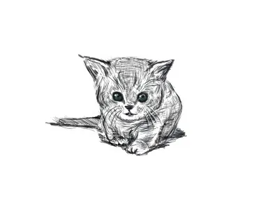 子猫の無邪気な視線