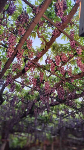 紫の房が揺れる木陰