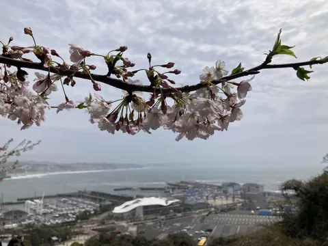 桜越しに見る春の海