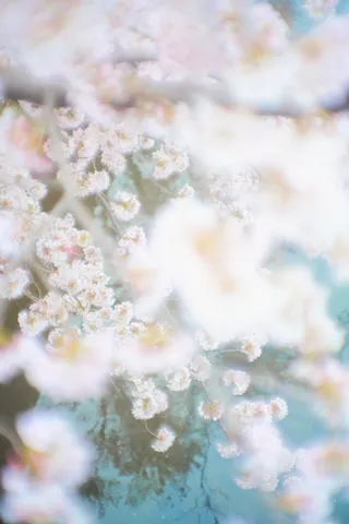 水面に揺れる桜の夢
