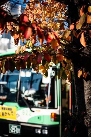 紅葉に隠れるシャイなバス
