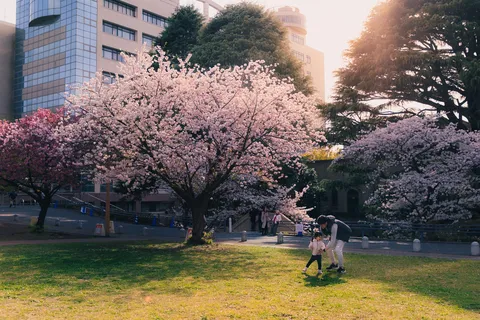 満開の桜と親子のひととき
