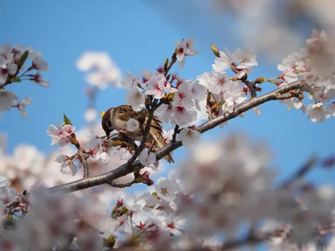 晴る桜