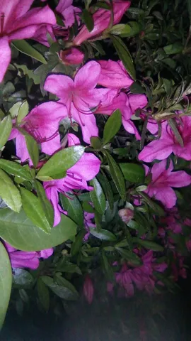 夜の密会、ピンクの花たち