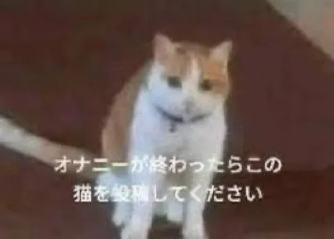 猫の切ない表情に思わずキュン