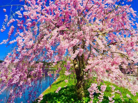 垂れる桜、水面を染める。