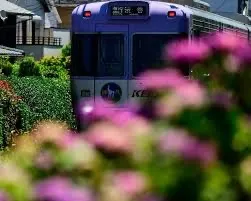 紫色の列車と初夏の花