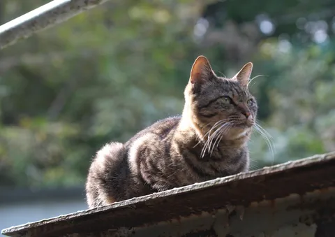 風格漂う野良猫の日常