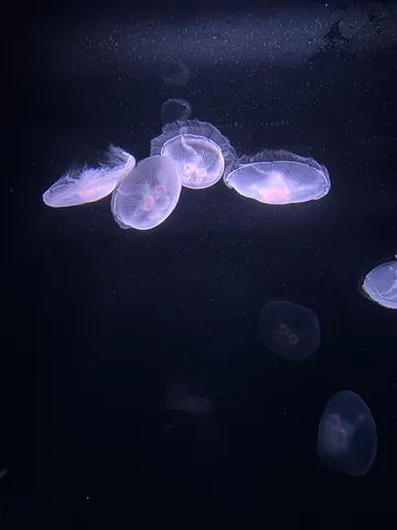 幻想的なクラゲの舞