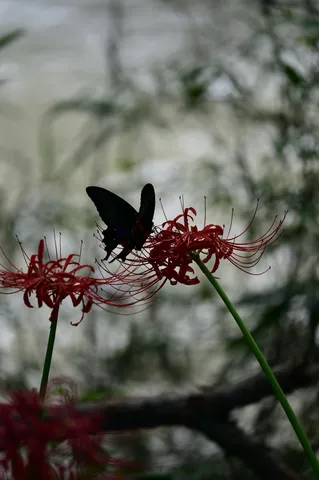 赤い花と黒い影の静かな一瞬