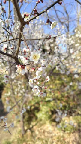 春の訪れ、梅の花