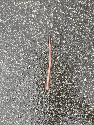 雨上がりの一本道