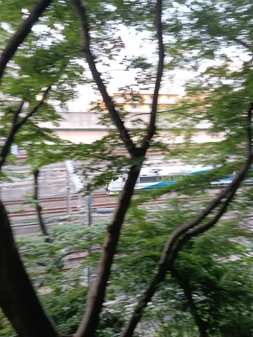 木々の隙間、疾走する列車