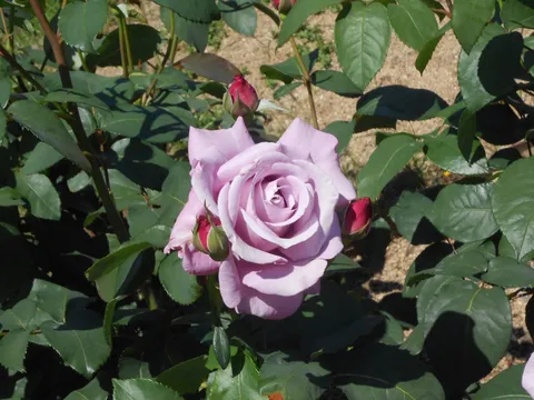 紫のバラ、静かなる開花