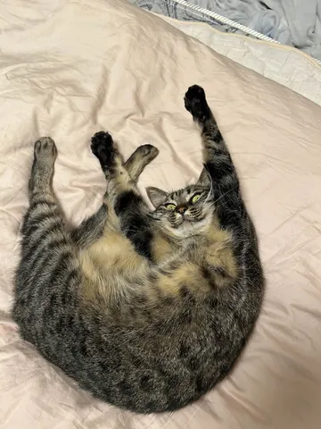 リラックスしすぎた猫