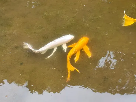 水面をたゆたう二色の夢