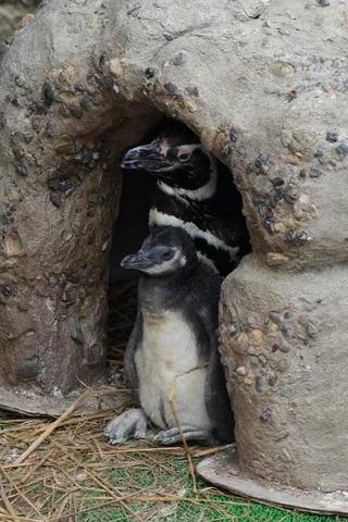 巣穴での親子のひととき
