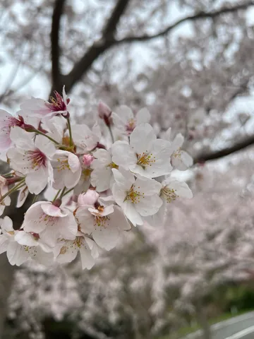 春の訪れ、淡く揺れる桜の息吹