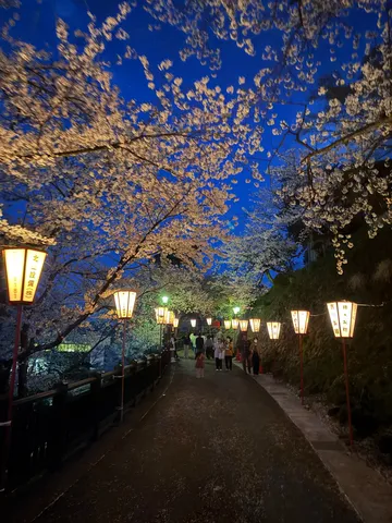 提灯が彩る夜桜の道