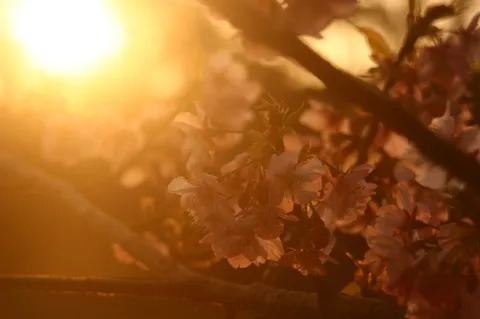夕陽と花の温かな瞬間