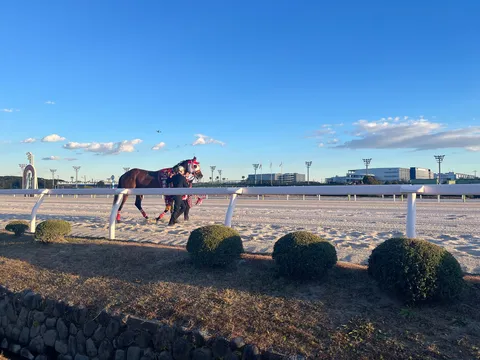青空の下、競走馬と調教師の静かな時間