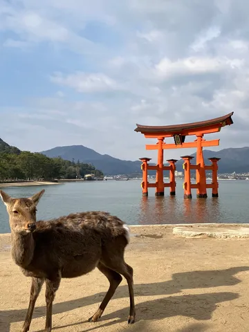 海辺の鳥居と静かな見張り番