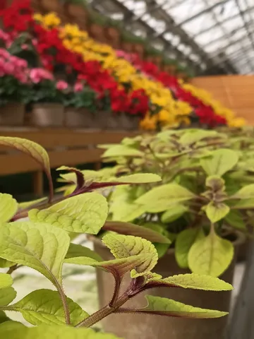 温室に広がる花々のグラデーション